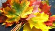Foglie d'autunno- foto dal web